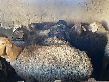 Баран, овца: Продаю | Баран (самец) | Гиссарская, Арашан | Для разведения, На забой | Осеменитель — 5