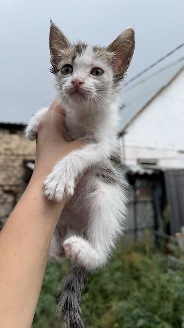 Мышыктар: Котята: мальчик и девочка К латку приучены, игривые кушают очень — 7