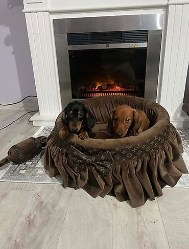 Psi: Patuljasti jazavičari kratkodlaki Patuljasti jazavičari kratkodlaki — 3