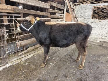 Коровы, быки: Продаю | Музоо, торпок | На откорм | Привязанные — 9