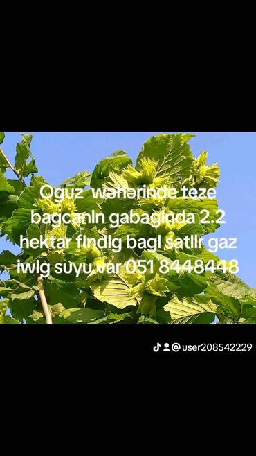 dükan satılır: 220 соток, Для сельского хозяйства, Возможен обмен, Купчая