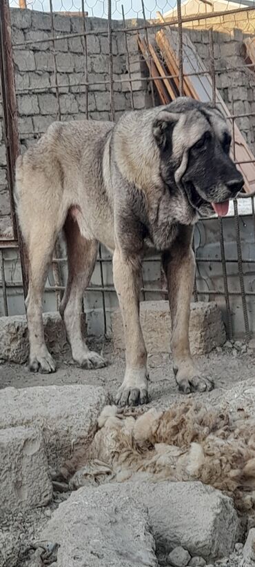 Kanqal