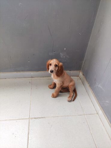 it satış: Koker spaniyel, 2 ay, Erkek