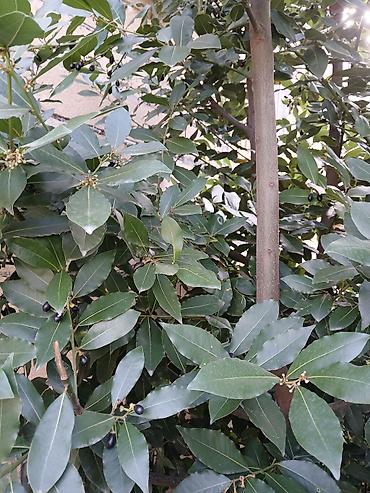 puste ağacı: Dəfnə ağacı (laurel) təqdim olunur. Şəkillərdə göründüyü kimi bitki — 5