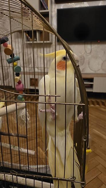 Зоотовары: 2 ədəd Corella quşu. ümumilikdə 100 Azn verilir 2 quş və qəfəs — 3