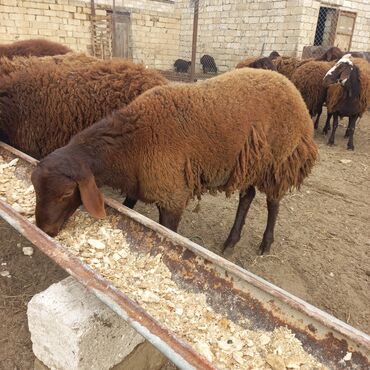 qoyun bazari: Erkək, Qala, il: 1, Damazlıq, Ünvandan götürmə