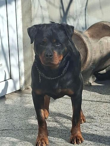 Psi: Rotvajler žensko štene oštećena 21. oktobraa 2025. Primila sve — 7