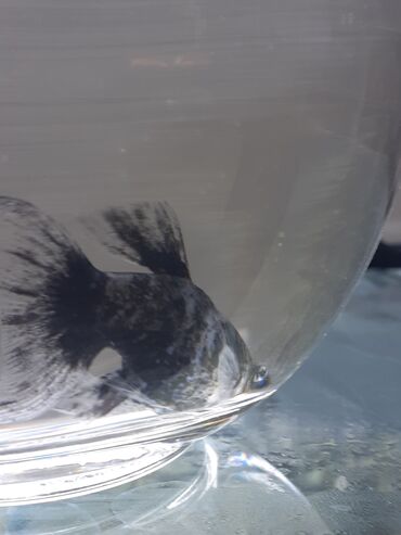 Balıqlar: Molinezi, Sülhsevər -da lalafo.az — 9 Balıqlar: Molinezi, Sülhsevər — 9