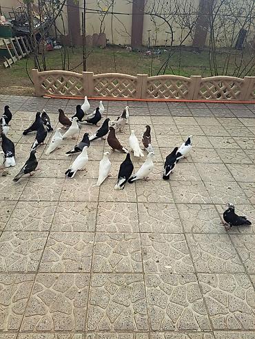 Göyərçinlər: Salam 35 eded goyercindi kom 7 manat.tek tek 10 manat. Təsvir: - — 6