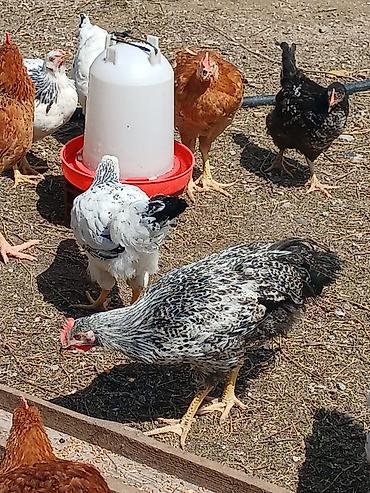 Toyuqlar: ‼️ Təcili Satılır ‼️ 53 ədəd tam sağlam 4.ay yarımlıq colpalar — 14