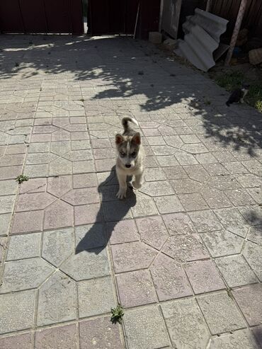 sosis it: Xaski, 2 ay, Dişi