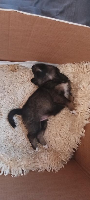 Отдам даром собаку: Собака даром: 1 месяц, Самец — 6