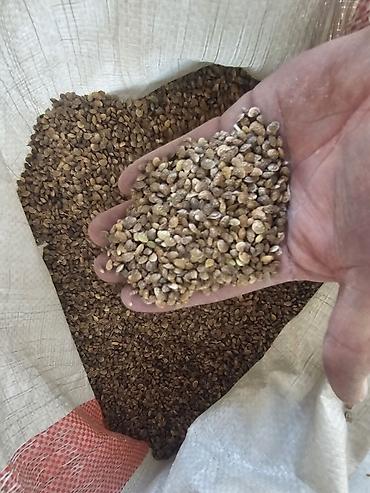 Семена льна: Семена люцерна,очищенный,магниченый,8летка Оптом и в розницу at lalafo.kg — 7 Семена льна: Семена люцерна,очищенный,магниченый,8летка Оптом и в розницу — 7