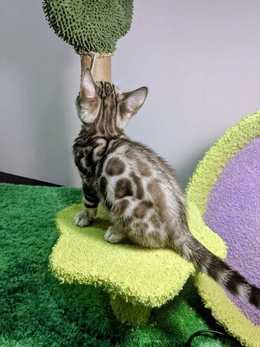 Продажа кошек: Бенгальская, 2 месяца, Мальчик, С документами, Приучена к лотку, Проглистована — 8