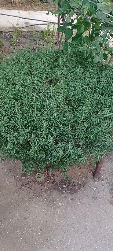 xoruz otu bitkisi: Rozmarin (Rosmarinus officinalis) kolları - Güclü ətirli, iynəvari — 2