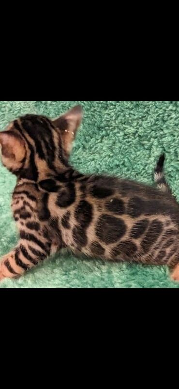 Продажа кошек: Друзья. !!!.в питомнике Бен Гла Мур. долгожданные новые детки — 13