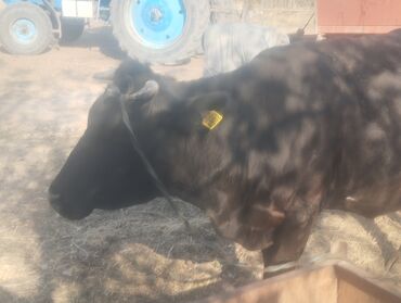 сколько длится беременность коровы: Продаю | Корова (самка) | Для молока | Привязанные