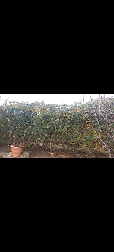 Tinglər: Tinglər -da lalafo.az — 6 Tinglər: Tinglər — 6