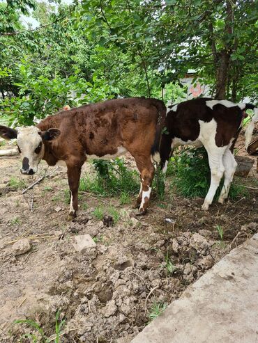 Коровы, быки: Продаю | Корова (самка), Музоо, торпок | Для молока