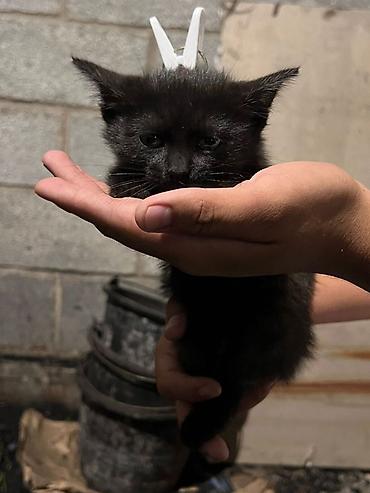 Отдам даром кошку: Кошка даром: Беспородная, 3 месяца, Девочка at lalafo.kg — 12 Отдам даром кошку: Кошка даром: Беспородная, 3 месяца, Девочка — 12