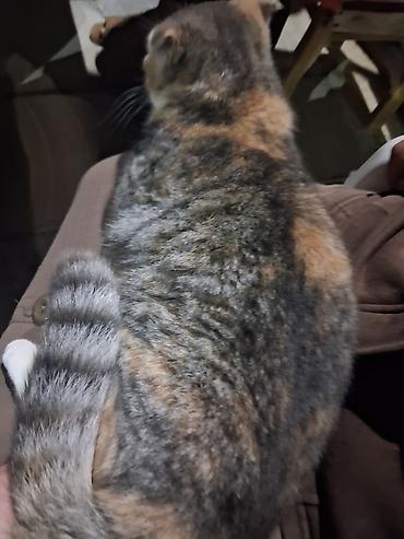 ev pişiyi: Şotland qıvrımqulaq (Scottish Fold) pişiyi - Cins: Scottish Fold — 3