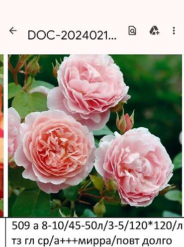 Садовые цветы и кустарники: Корни роз - Крупноцветковая чайно-гибридная роза с — 21