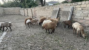 kirpi satisi: Erkək, il: 1, 35 kq, Ətlik, Damazlıq, Ödənişli çatdırılma — 1