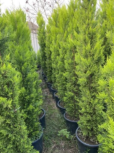 Çöl bitkiləri: 🌿 Satılır – Dekorativ Həyət və Bağ Bitkiləri 🌳 Həyət və bağların