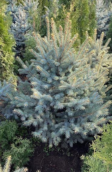 Ель: Продается ёлки(голубые/зеленые/тянь-шаньские ели) -местные at lalafo.kg — 11 Ель: Продается ёлки(голубые/зеленые/тянь-шаньские ели) -местные — 11