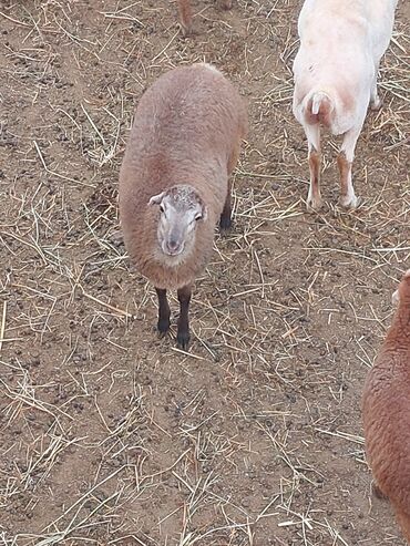 Quzu: Super emlik quzular diri çəkisi 10 manata — 2