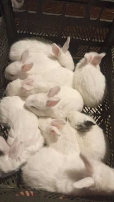 karlik dovşanlar: Dovşan balaları 5.6.man çatdırılma bolt xidmətlə istenilən ünvana