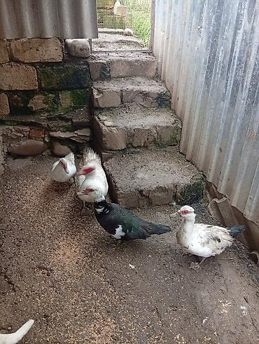lal ordəklərin satışı: Her sort ordeylermiz satışı ve yumrta satsi varmzdr — 3