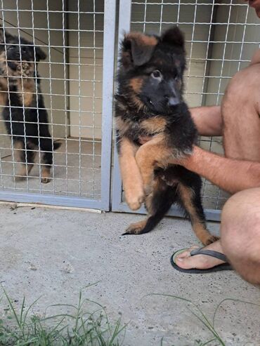 zenske farmerke stoje ali i: Na prodaju štenci nemačkog dugodlakog ovčara, sa FCI rodovnicima i