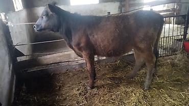 Коровы, быки: Продаю | Тёлка | На откорм — 1