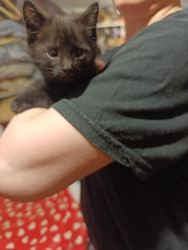 Отдам даром кошку: Котята девочки мальчики 1,5 месяца (серые мальчики, чёрно-белым — 6