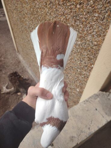 Göyərçinlər: Heyvanlarn hamsi tam saglamdi cut cutde satilir komda tek tekde — 2