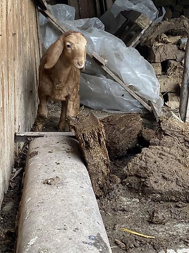 Баран, овца: Продаю | Баран (самец) | Арашан | Для разведения | Осеменитель — 9