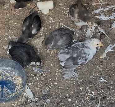 kicik heyvanlar: 5 i 30 aznTemiz yaponka cuceleri Şəkillərdə müxtəlif rəng çalarında — 2