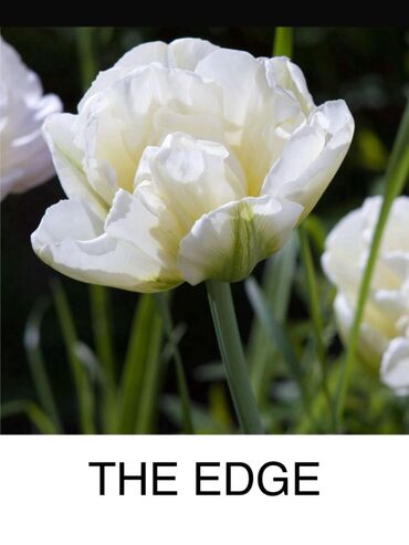 Toxumlar: Hollandiyadan yeni gelib. Tam keyfiyyetli mehsul. Qiymet 1 manat — 8