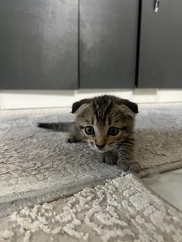 Продажа кошек: Шотландские вислоухие котята (Scottish Fold) - Порода: шотландская — 7