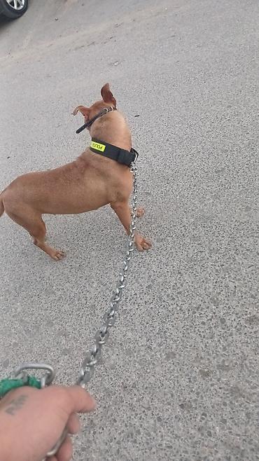 it sortu: Pitbul, 1 il, Dişi — 4