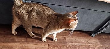 шатланские котята: Котята от домашней пары: - Папа: Британский крупный вислоухий кот — 5