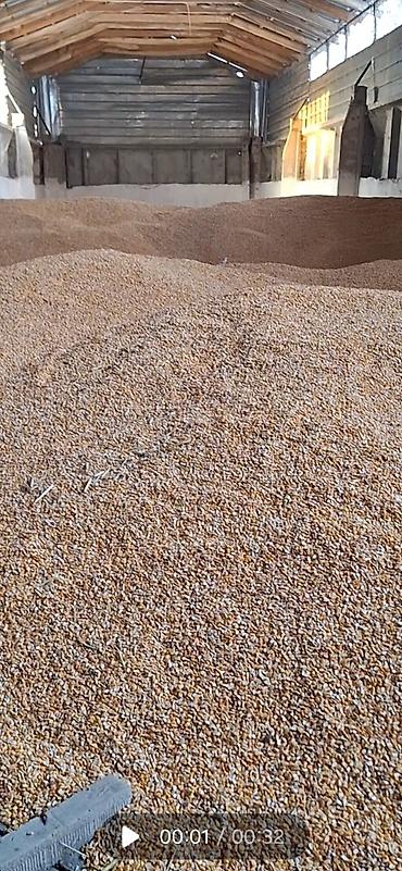 яровой ячмень: 120 тон Продаю кукуруза мака жугору рушенная сухая сотр Пионер — 2