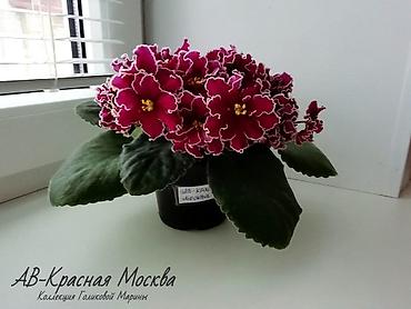 Фиалки и глоксинии: 🌱🌺🌱 Продаю сортовые ДЕТКИ стандартных, трейлерныхмини и полумини — 4