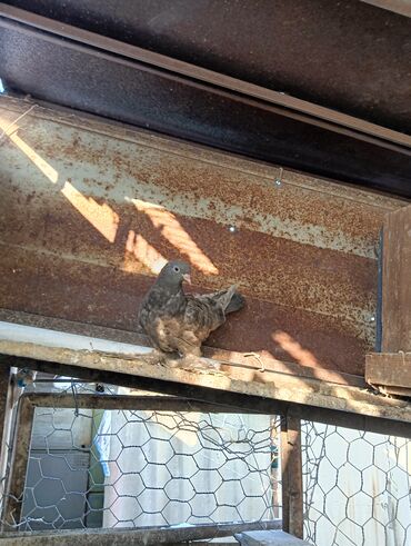 Птицы: Продаю молодых голубей 1 шт стоит пятьсот сом окончательно родители и — 4