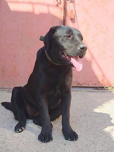labrador retriever: Labrador-retriver, Erkək — 1
