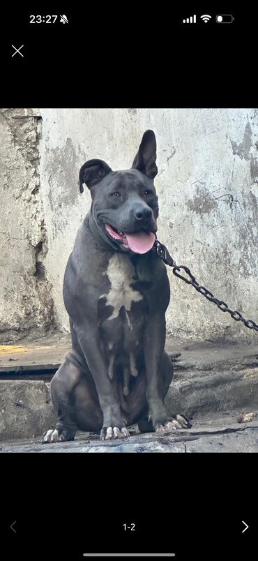 itler haski: Pitbul, 2 il, Dişi