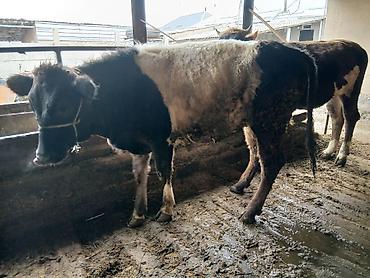 Коровы, быки: Продаю | Бык (самец) | На откорм | Привязанные — 8