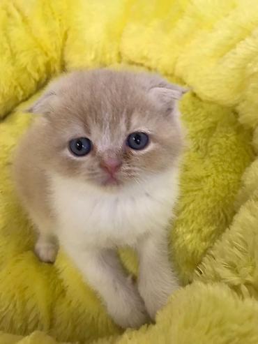 Pişiklər: Britan qıvrıqqulaq (Scottish Fold) balası - Cins: Scottish Fold — 1