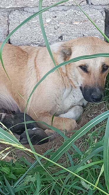 xaski it satisi: Kanqal, 2 il, Dişi, Ünvandan götürmə